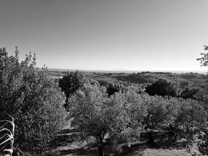 Casale Marittimo, landscape view (b/w)